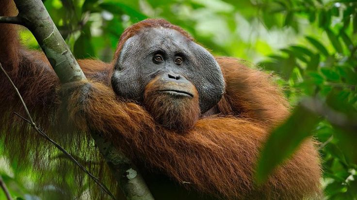 Orangutan Sumatera